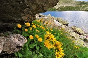 78 Doronico dei macereti con vista sul Lago dei Curiosi